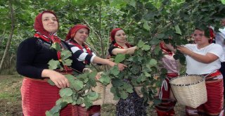 (Özel) Fındık Hasadı Dua Ve Kemençeyle Başladı