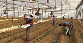 Dolara Tepki Olarak Fide Ekimini 1 Ay Öne Aldılar