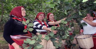 (Özel) Fındık Hasadı Dua Ve Kemençeyle Başladı