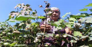Antalyada Sezonun İlk Pamuğu Kilogramı 50 Liradan Satıldı