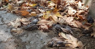 Yağmur Ve Fırtınanın Yuvalarından Düşürdüğü Binlerce Serçe Yavrusu Telef Oldu