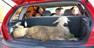 Yozgatta Kurbanlar Kesildi