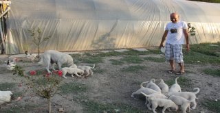 (Özel) İnsanlardan Sıkıldı Hobi Çiftliği Kurdu