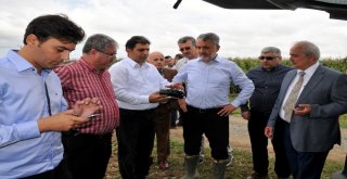 Rektör Bilgiç Traktörle Hasat Yaptı