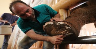 5 Tonluk Fillerin Bayram Temizliği