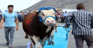 Birbirinden Güzel Kurbanlıklar Podyumda Boy Gösterdi