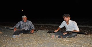 Çiftçinin Tüfekli Üzüm Nöbeti