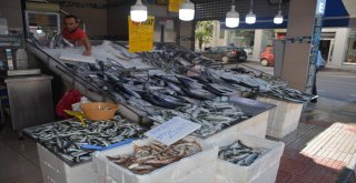 Sinoplu Balıkçılara 7 Kilogramlık Levrek Sürprizi