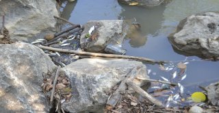 İnegölde Balık Ölümleri Devam Ediyor