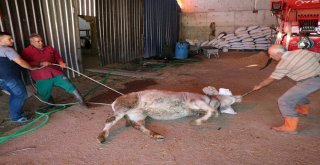 Yozgatlı Kasaptan Kurban Yatırma Tekniği