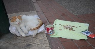 (Özel Haber) Mama İçin Dilenen Kedi Fenomen Oldu