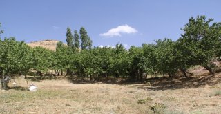 2400 Rakımlı Başkalede Fındık Ağaçlarından Ürün Aldı