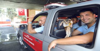 Yavru Kedi Sıkıştığı Metal Boru İçerisinden Kurtarıldı