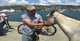 Sarıyerde At Denize Düştü