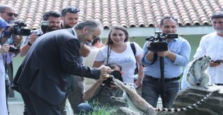 Bursa Hayvanat Bahçesinin Yeni Misafirleri Gergedanlar