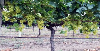 (Özel) Yılın İlk Üzüm Hasadı Sakaryada Başladı