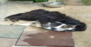Kedi İle Köpeğin Kıskandıran Dostluğu