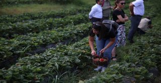 Vali Hanım Çileğinin İlk Hasadını Vali Hanım Yaptı