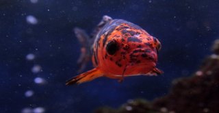 (Özel) Vanda ‘Akvaryum Müzesi Kuruldu