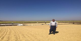 Diyarbakırda Pirinç Hasadı Başladı