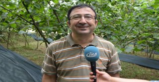 Fındık Hasadında Örtü Kullanımı Uygulaması Fatsada Gerçekleşti