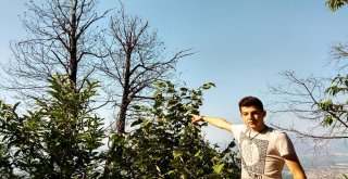 (Özel Haber) Katil Arılar Kestane Ağaçlarını Kuruttu