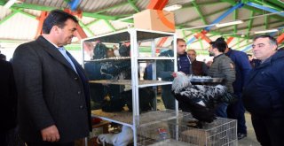 Türkiyenin En Modern Kuş Pazarı Osmangazide