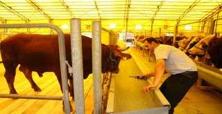 Başakşehir, Kurban Bayramına Hazır