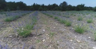 Frig Vadisi Lavanta Kokmaya Başladı