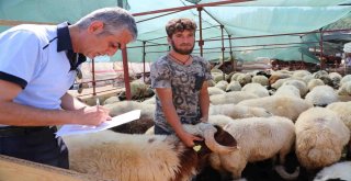 Bayraklı Belediyesi Kurban Bayramına Hazır