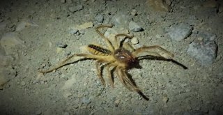 Sarı Kız Zararlı Değil Yararlı