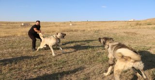 Yerli Ve Milli Koruma Köpeği Kangal