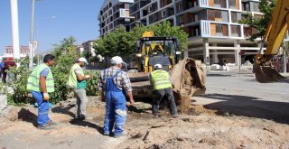 Van Büyükşehir İskele Caddesindeki Ağaçları Kent Ormanına Taşıyor