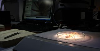 Sarı Kız Zararlı Değil Yararlı