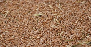 2 Bin Yıllık Ata Tohumu Buğday Verdi