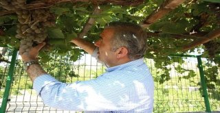 Başkan Çelik Ailesiyle Birlikte Pekmez Kaynattı
