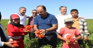 Belediye Başkanı Çiftçi İsot Hasadına Katıldı