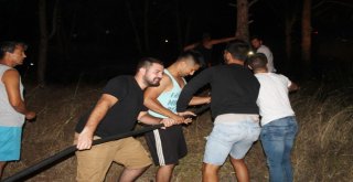 Ayvalıkta Orman Yangını