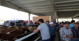 Kırıkkalede 135 Genç Çiftçiye Canlı Hayvan Desteği