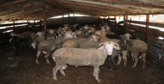 Patlayan İçme Suyu Hattı Koyunların Bulunduğu Ağılı Sular Altında Bıraktı