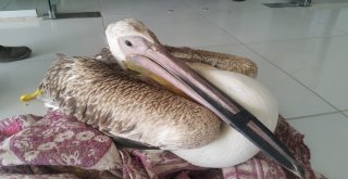 Gökten Pelikan Düştü