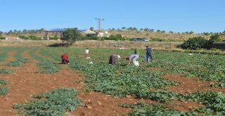 3 Ay Sattıkları Susuz Kavunla 1 Yıl Ev Geçindiriyorlar