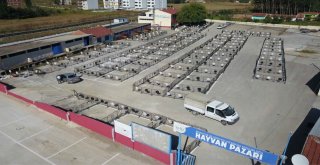 Hayvan Pazarında Hazırlıklar Tamamlandı