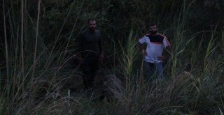 Gercüşte Domuzlar Köylülerin Kabusu Oldu