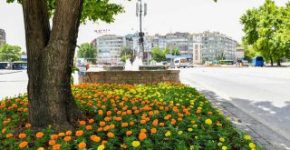 BAŞKENT BÜYÜKŞEHİR'İN YERLİ YAZ ÇİÇEKLERİYLE ŞİMDİ DAHA GÜZEL