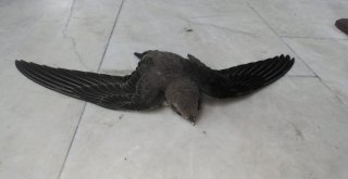 Tekirdağda Ebabil Kuşu Bulundu