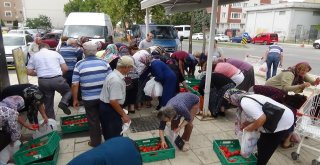 Edirnede Salçalık Domates İzdihamı