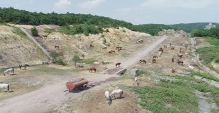 Adaya Sokulmayan Atlar Kaderine Terk Edildi