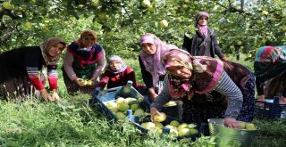 Dünyanın Ayva Merkezi Geyvede Ayva Hasadı Başladı