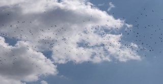 Leylekler, Silivri Semalarında Görsel Şölen Oluşturdu